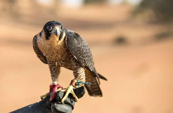 Primo Piano Colpo Falco Portata Mano Del Suo Allenatore — Foto Stock