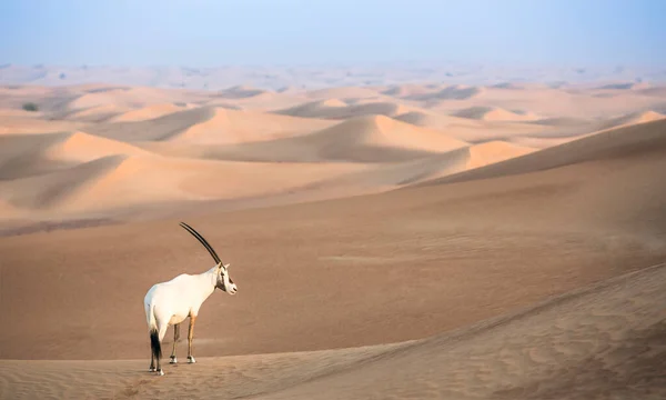 Oryx Árabe Desierto Cerca Dubai — Foto de Stock