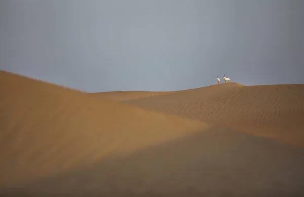 Arabiskt Oryx Öknen Nära Dubai — Stockfoto