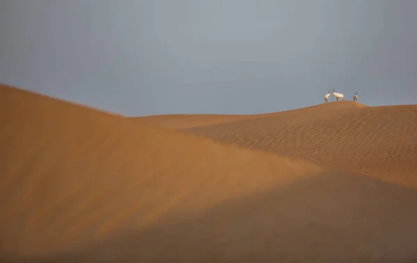 Oryx Árabe Desierto Cerca Dubai — Foto de Stock