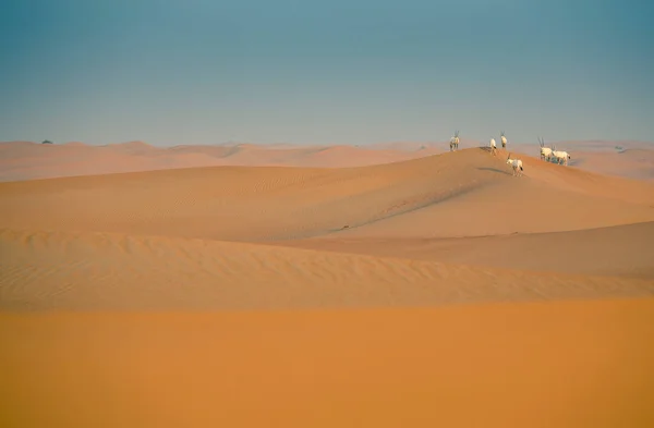 Arabiskt Oryx Öknen Nära Dubai — Stockfoto