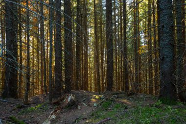 güzel yaz orman defferent ağaçları ile