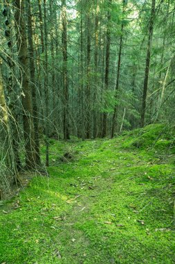 Farklı ağaçları olan güzel bir yaz ormanı