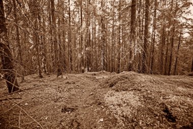 Vintage orman arka plan dokusu