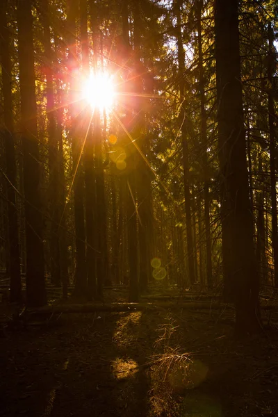 Hösten Gryning Magiska Skogen — Stockfoto