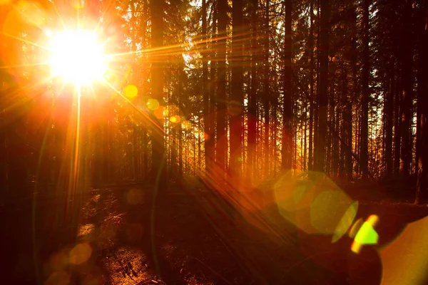 魔法の森で秋の夜明け — ストック写真