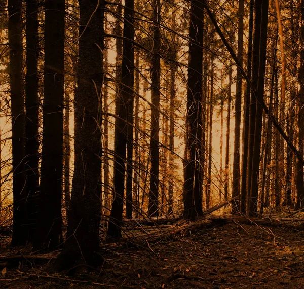 ヴィンテージの森背景テクスチャ — ストック写真