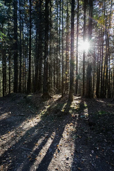 Hösten Gryning Magiska Skogen — Stockfoto