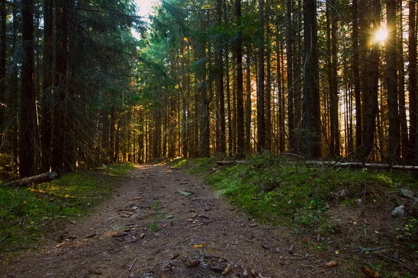 Bella Foresta Estiva Con Alberi Diversi — Foto Stock