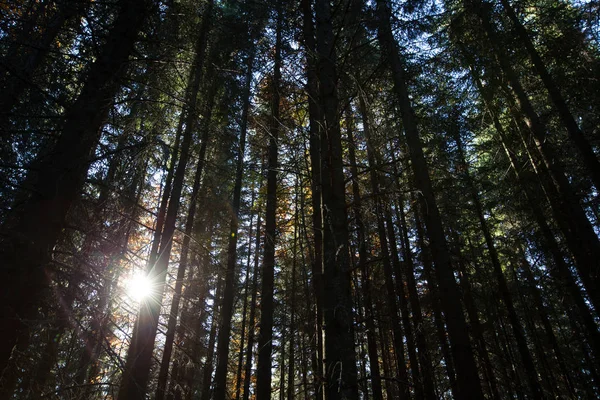 Prachtig Zomers Bos Met Verschillende Bomen — Stockfoto