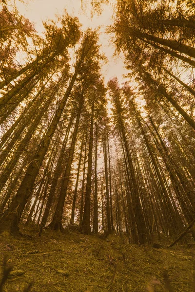 Sfondo Foresta Vintage Giorno Nebbioso — Foto Stock