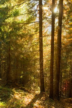 Farklı ağaçları olan güzel bir yaz ormanı