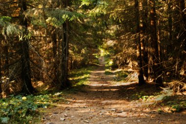 yolu düşünce bir güzel orman