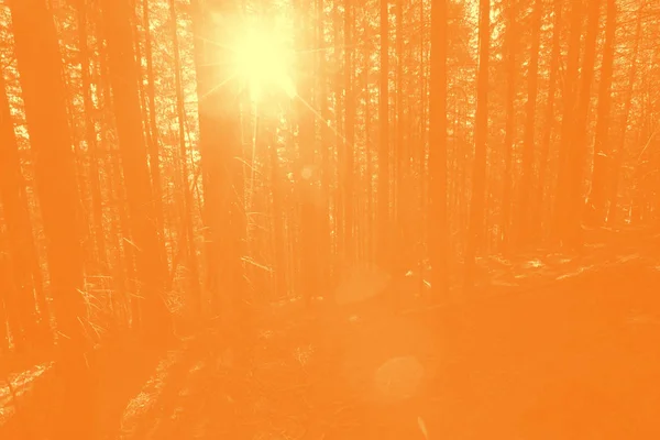 Beautiful Orange Background Texture — Stock Photo, Image