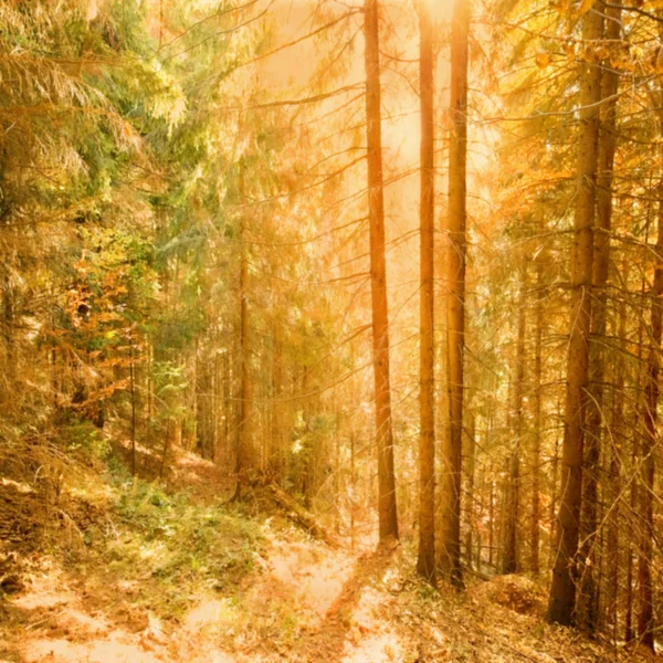 秋のヴィンテージの森の背景 — ストック写真
