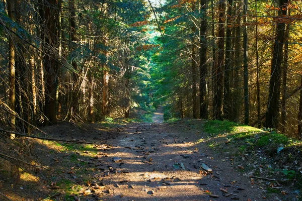 Sentiero Attraverso Una Bellissima Foresta — Foto Stock