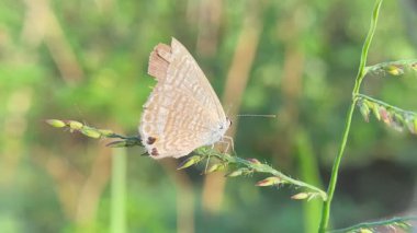 Orta büyüklükteki kahverengi bir kelebek sabah bir çiçek sapında yiyecek arıyor.