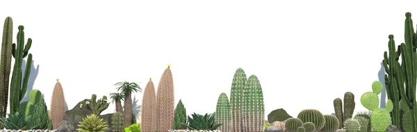 Grupa Kaktusy Aloes Sukulentów Izolowana Białym Tle Długi Baner Dla — Zdjęcie stockowe