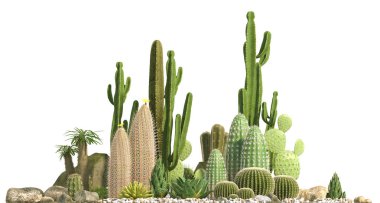 Decorative composition composed of groups of different species of cacti, aloe and succulent plants isolated on white background. Front view. 3D rendering. clipart