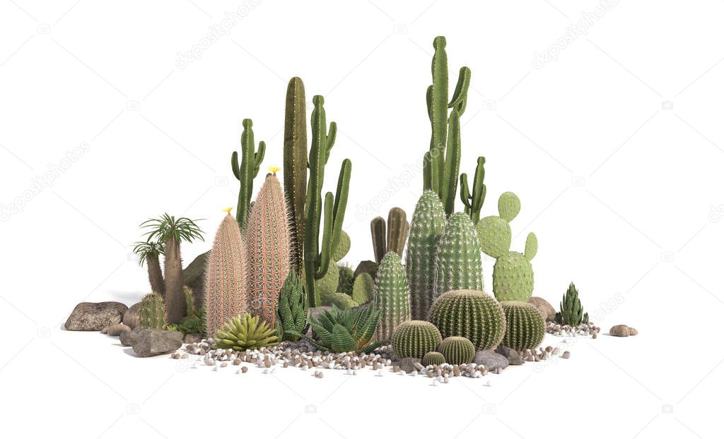 Decorative composition composed of groups of different species of cacti, aloe and succulent plants isolated on white background. 3D rendering.