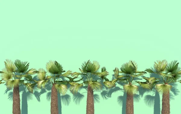 Green Palm Trees Stand Row Bright Turquoise Background Copy Space — Stock Photo, Image