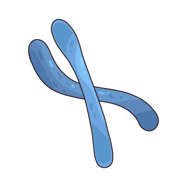  Kromozom, DNA ve proteinlerden oluşan, hücrelerin çekirdeğinde bulunan ve genler şeklinde genetik bilgi taşıyan iplik benzeri bir yapıdır..