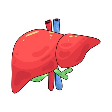 Karaciğer besinleri işleyen, kimyasalları temizleyen ve safra üreten hayati bir organdır..