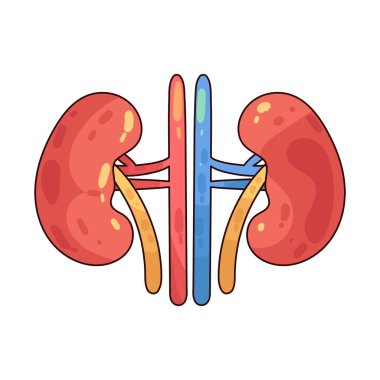 Böbrek, vücuttaki sıvıları dengelemek için kanı filtreleyen bir organdır..