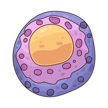 Çekirdek, DNA içeren ve hücre aktivitelerini düzenleyen bir hücrenin kontrol merkezidir..