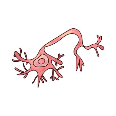  Sinir hücresi ya da nöron, sinir sisteminde elektrik sinyalleri ileten özel bir hücredir..