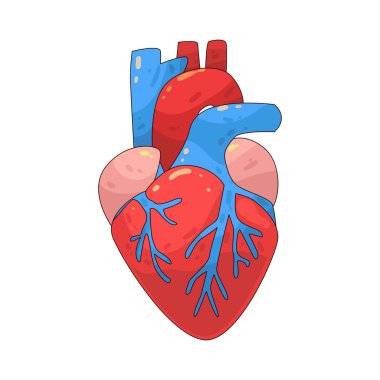 Kalp organı vücuda kan pompalayan kaslı bir organdır..