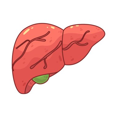 Karaciğer, besinleri işleyip vücuttaki zararlı maddeleri temizleyen bir organdır..