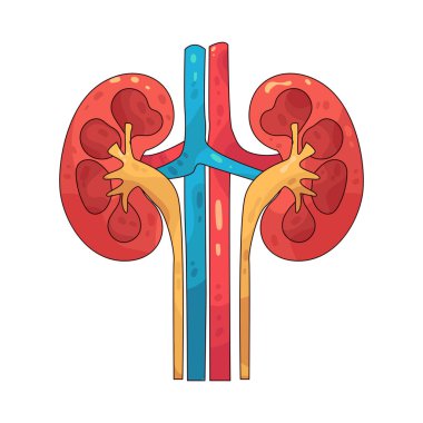  Böbrek, kandaki fazla sıvıyı ve atıkları filtreleyen bir organdır..