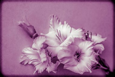 Gladiolus dokulu bir arka plan, trendy renklerde 2019, dahlia. Gladiolus çiçekli tebrik kartı