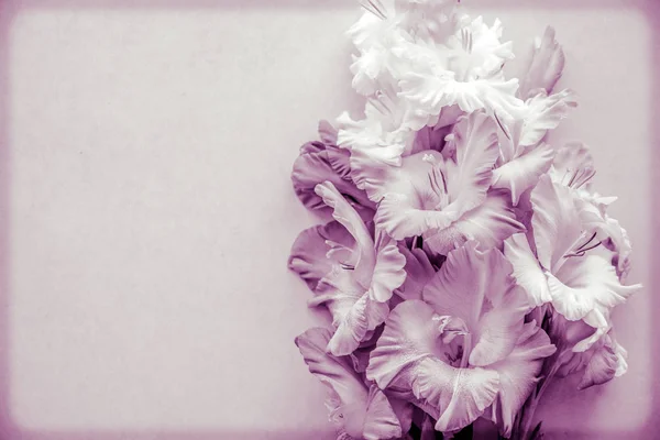 Gladiolus dokulu bir arka plan, trendy renklerde 2019, dahlia. Gladiolus çiçekli tebrik kartı