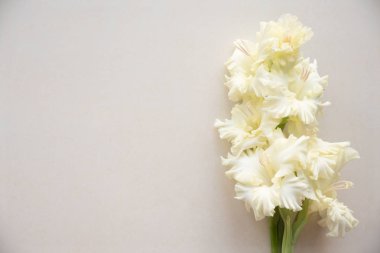 Boş bir arka plan üzerinde parlak sarı gladiolus. Üstte görüntü.