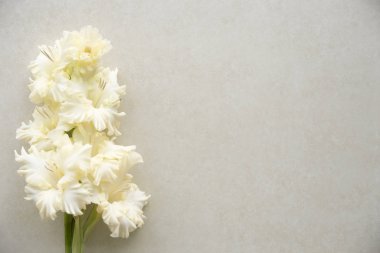 Boş bir arka plan üzerinde parlak sarı gladiolus. Üst te. Öğretmenler günün kutlu olsun. Okula geri dön