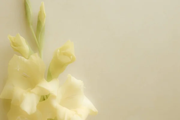 Gele Gladiolus Ligt Een Monochromatisch Oppervlak Wenskaart Delicate Kleuren Geschikt — Stockfoto