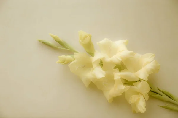 Gele Gladiolus Ligt Een Monochromatisch Oppervlak Wenskaart Delicate Kleuren Geschikt — Stockfoto