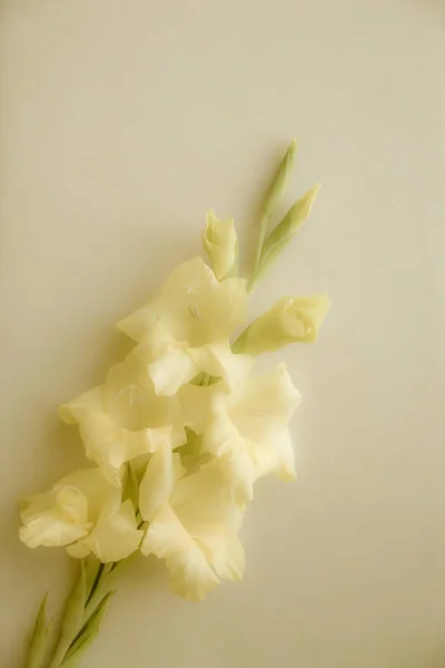 Gele Gladiolus Ligt Een Monochromatisch Oppervlak Wenskaart Delicate Kleuren Geschikt — Stockfoto