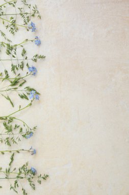 Açık bir arka plan üzerinde mavi miyosotis çiçekler. Albüm ve kartpostal oluşturmanın temeli. Çiçekler - unutulmaz anların sembolü