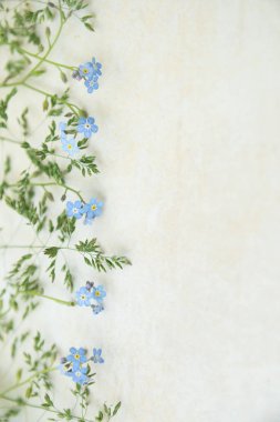 Açık bir arka plan üzerinde mavi miyosotis çiçekler. Albüm ve kartpostal oluşturmanın temeli. Çiçekler - unutulmaz anların sembolü