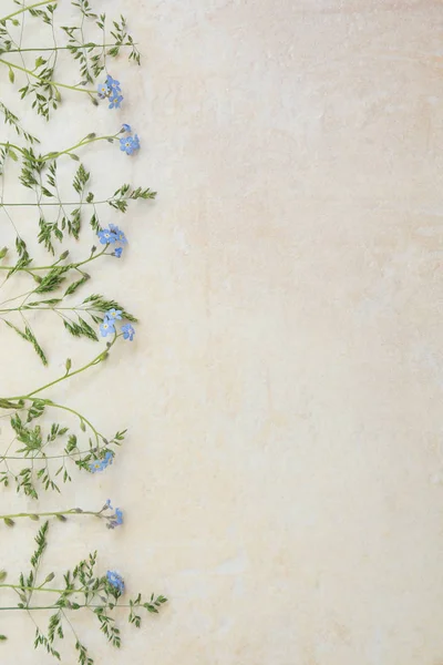 Açık bir arka plan üzerinde mavi miyosotis çiçekler. Albüm ve kartpostal oluşturmanın temeli. Çiçekler - unutulmaz anların sembolü