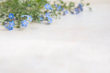 Açık bir arka plan üzerinde mavi miyosotis çiçekler. Albüm ve kartpostal oluşturmanın temeli. Çiçekler - unutulmaz anların sembolü