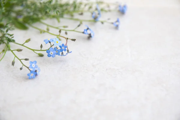 Miosotis Azul Florece Sobre Fondo Claro Base Para Crear Álbumes —  Fotos de Stock