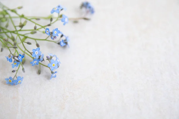 Açık bir arka plan üzerinde mavi miyosotis çiçekler. Albüm ve kartpostal oluşturmanın temeli. Çiçekler - unutulmaz anların sembolü