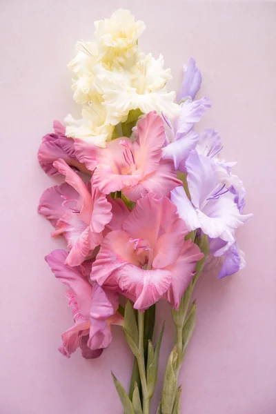 Colorful gladioli on a pink background. Flowers on a blank surface, top view. Greeting card. Happy teacher`s day. Back to school