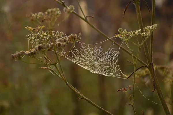 Hnědé Pozadí Suchou Trávou Mezi Bylinky Pavouk Udělal Pavučinu Pavučina — Stock fotografie