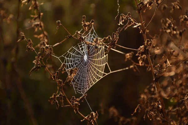 Hnědé Pozadí Suchou Trávou Mezi Bylinky Pavouk Udělal Pavučinu Pavučina — Stock fotografie