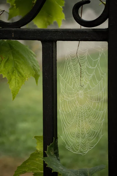 Metallischen Gerüst Webte Die Spinne Ein Netz Ein Blatt Trauben — Stockfoto